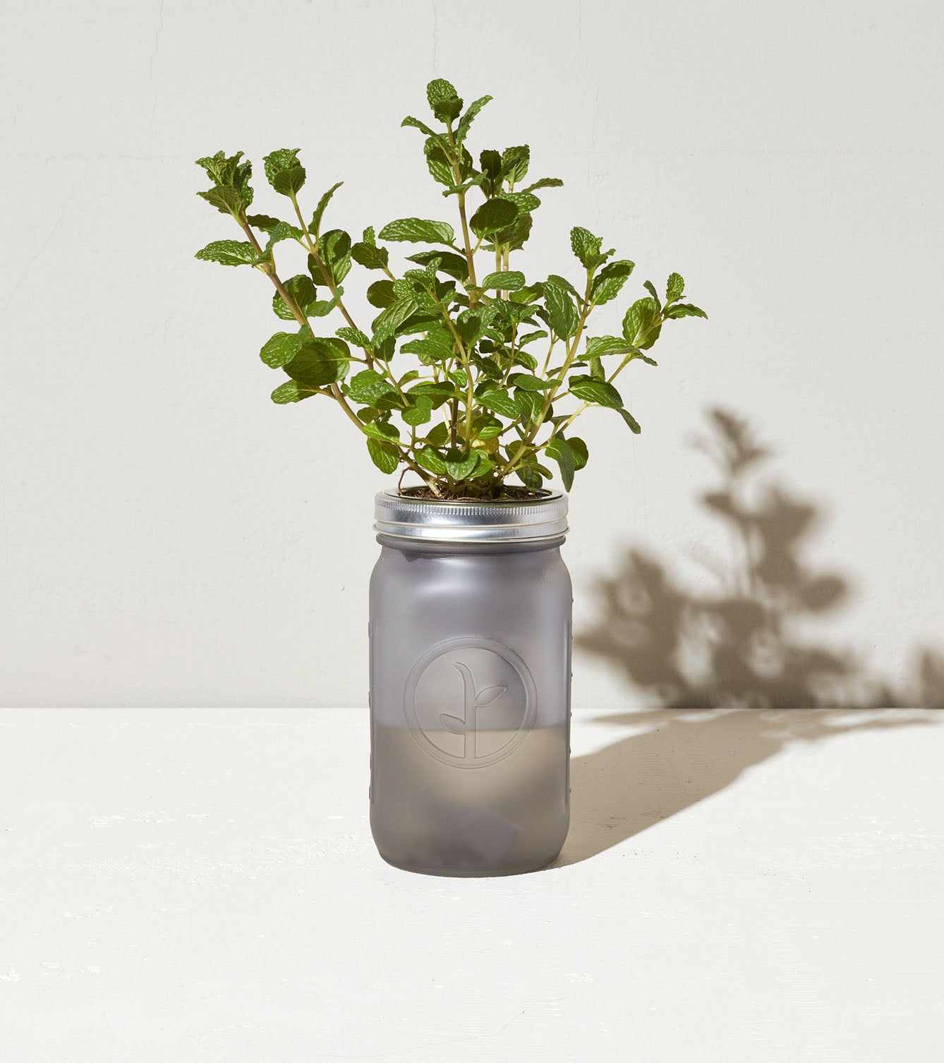 Mint Garden Jar Mint Garden Jar