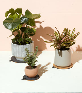 Planter Trivets