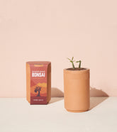 Terracotta bonsai grow kit featuring a small plant in a textured pot against a soft pink background.