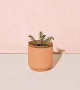 Tiny Terracotta Kit - Nordic Spruce