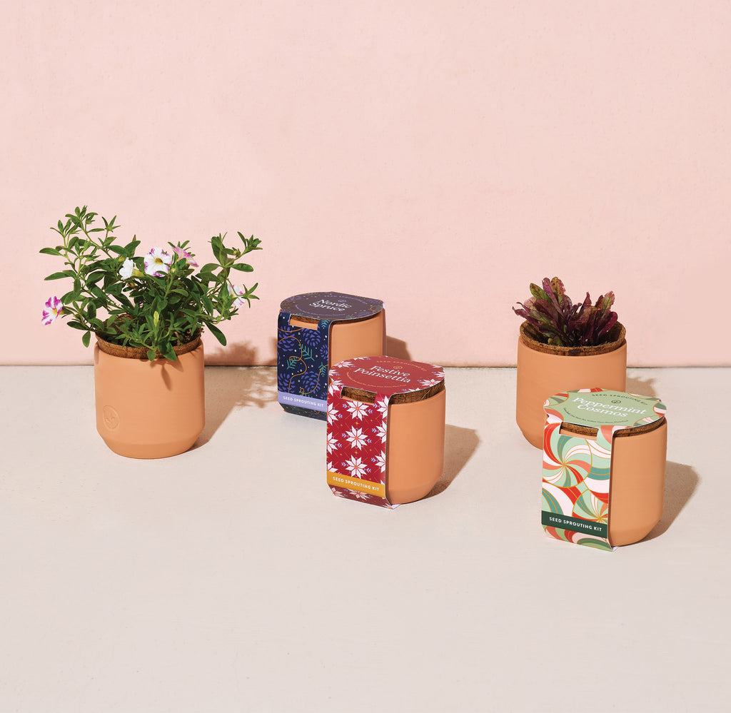 Terracotta Grow Kit - Peppermint Cosmos