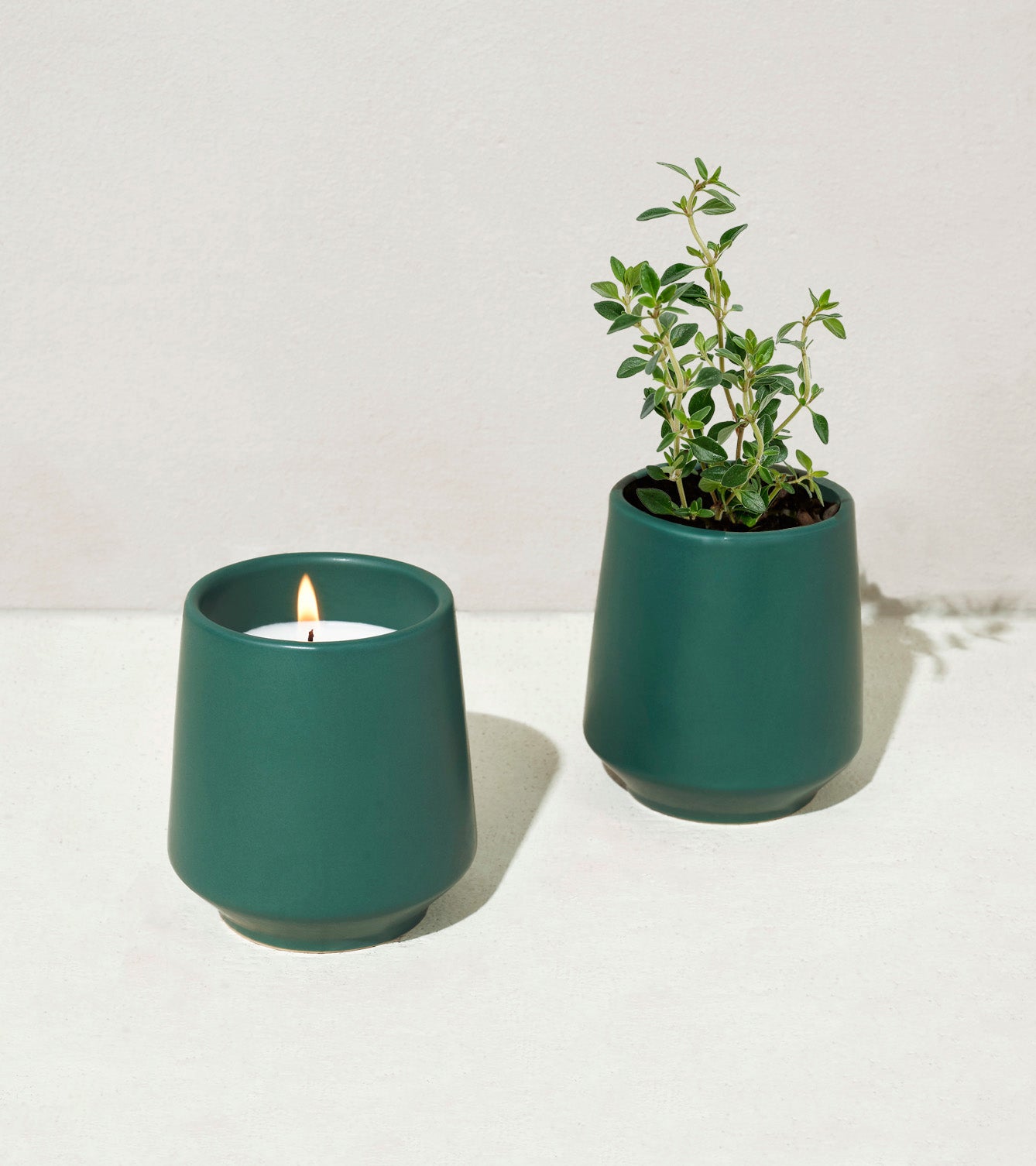 Modern Sprout Rosemary Rooted Candle